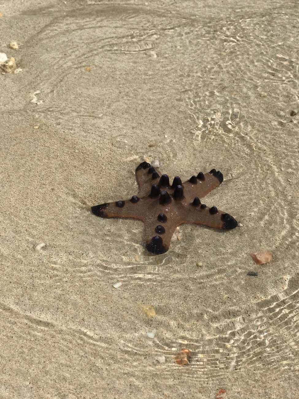 Starfish Beach Tobago: Everything You Need to Know